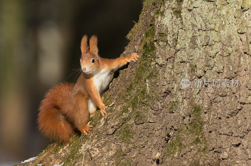 欧亚红松鼠(Sciurus vulgaris)